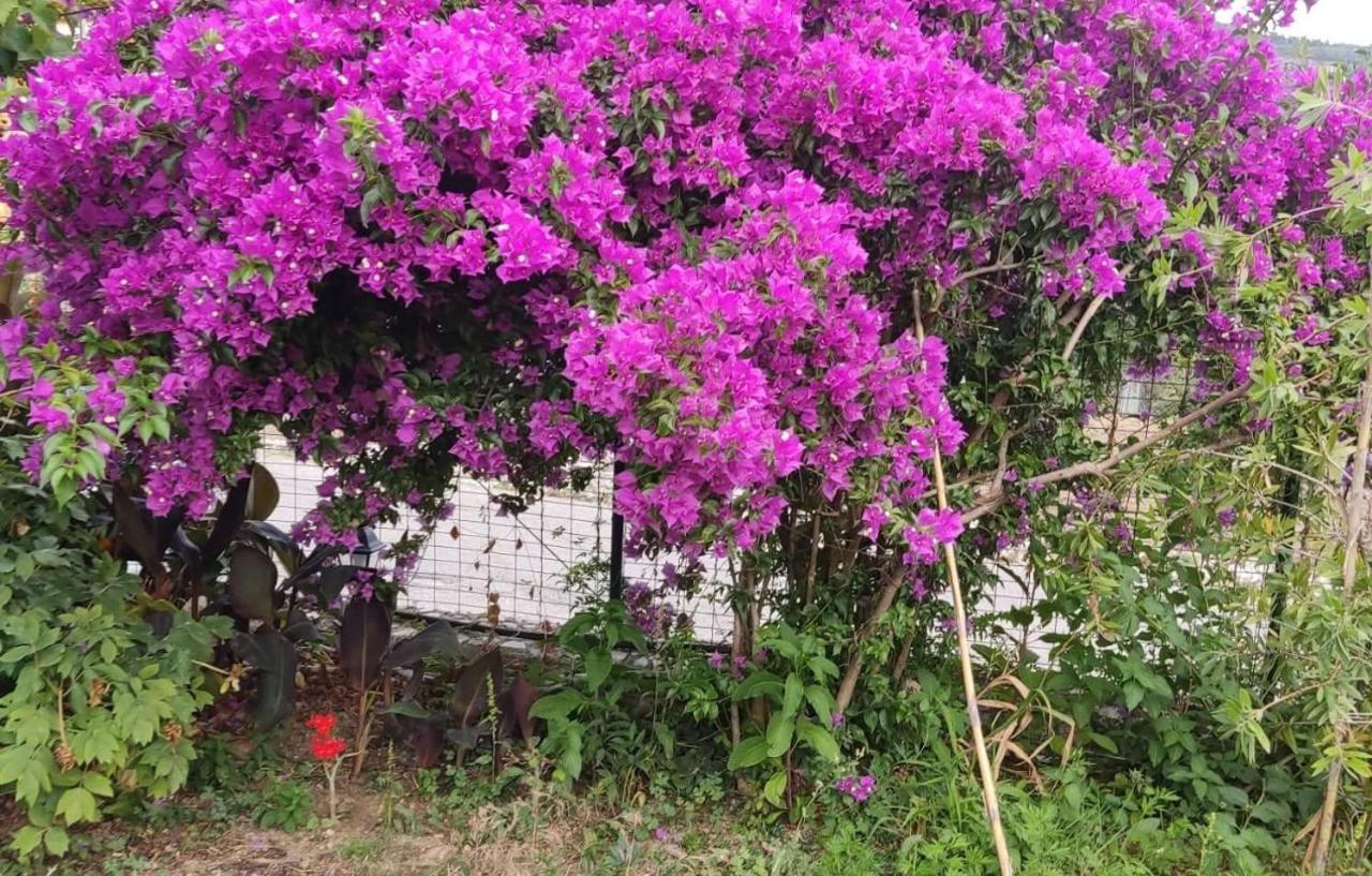 منزل الضيف Kastellanoi   في Garden House Kastellani المظهر الخارجي الصورة